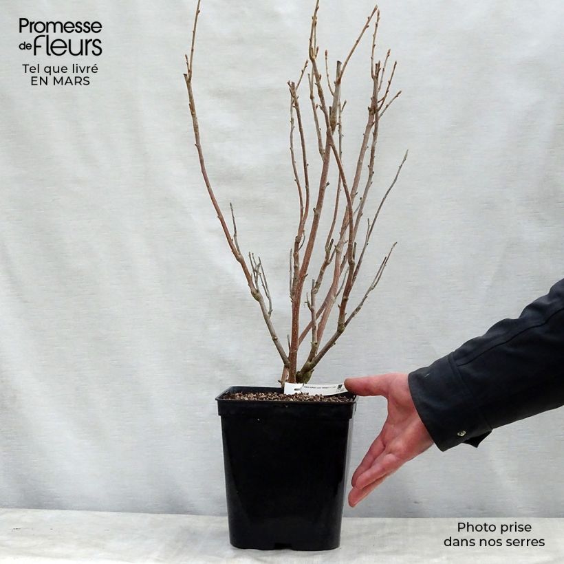 Blackcurrant Wellington - Ribes nigrum 1.5L/2L pot, Bush sample as delivered in spring