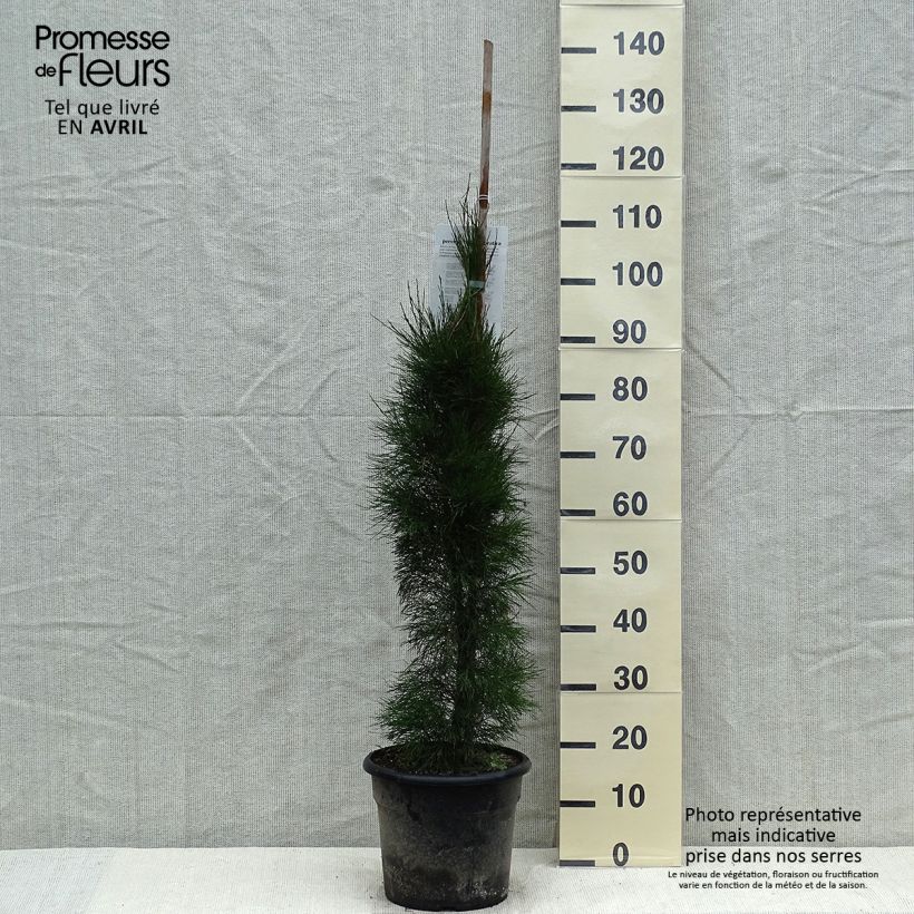 Casuarina equisetifolia 7.5L/10L pot sample as delivered in spring
