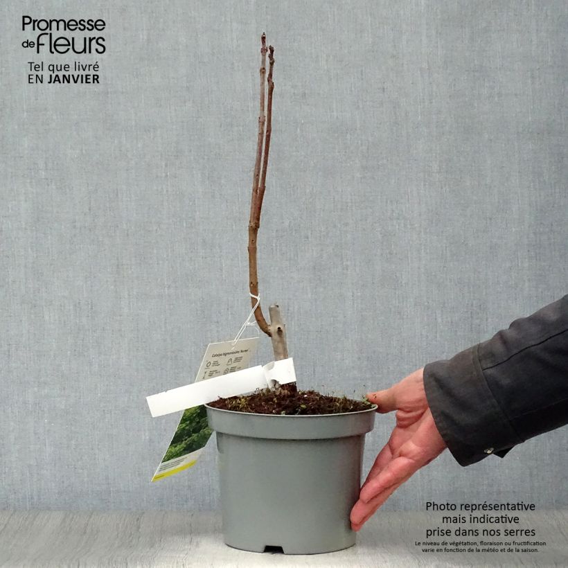 Catalpa bignonioides Aurea 2L/3L pot sample as delivered in winter