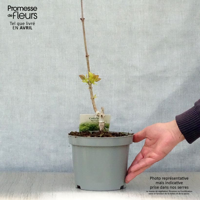 Catalpa bignonioides Aurea 2L/3L pot sample as delivered in spring