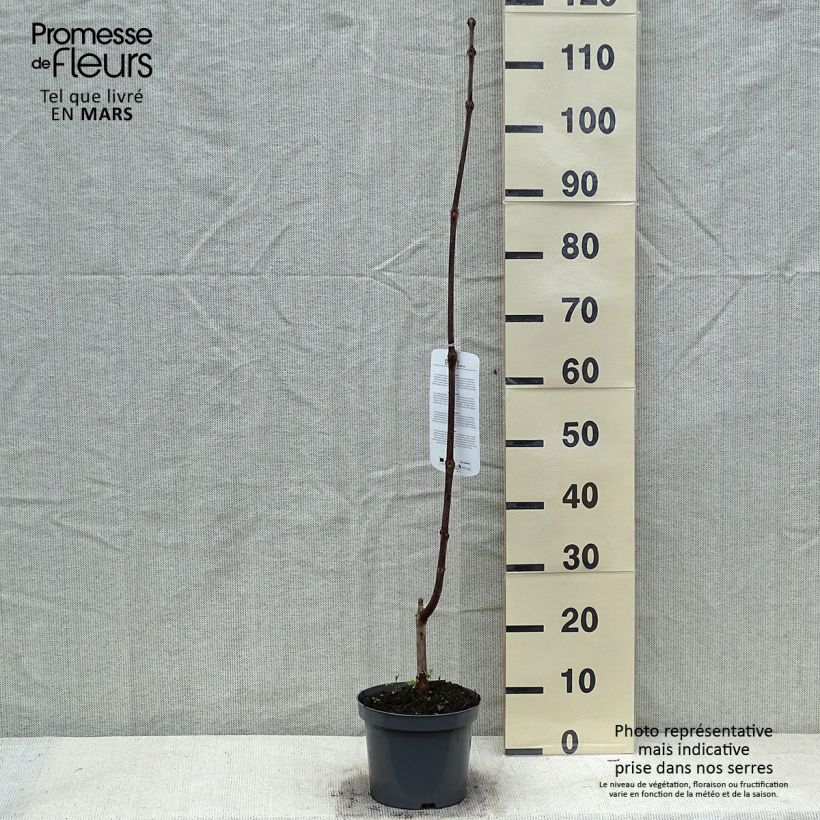 Catalpa erubescens Purpurea 3L/4L pot sample as delivered in winter