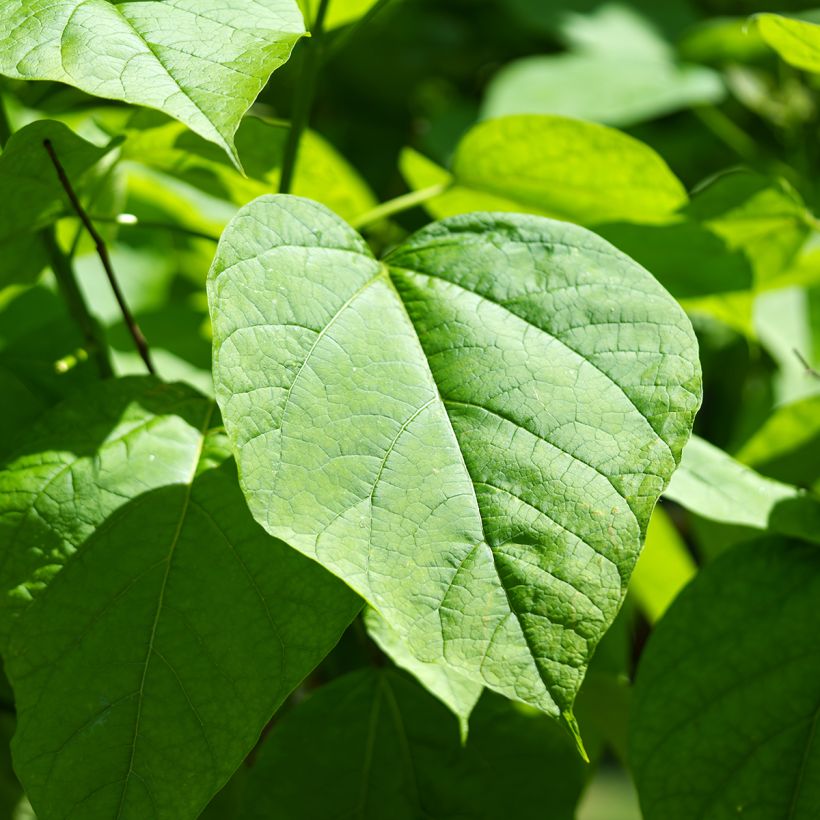 Catalpa bignonioides seeds - Indian bean tree (Foliage)