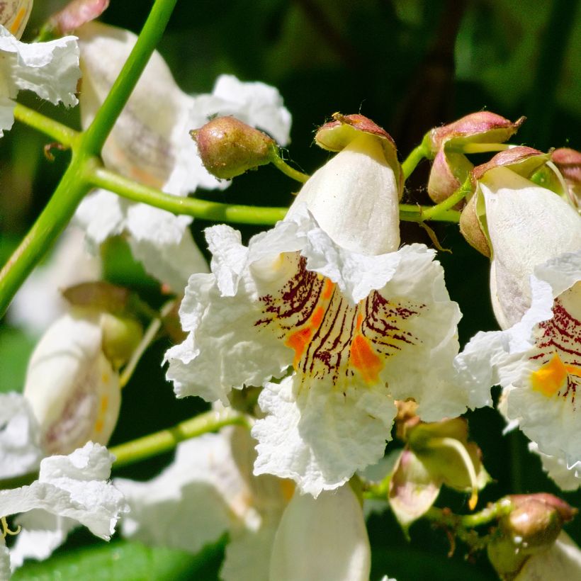 Catalpa bignonioides seeds - Indian bean tree (Flowering)