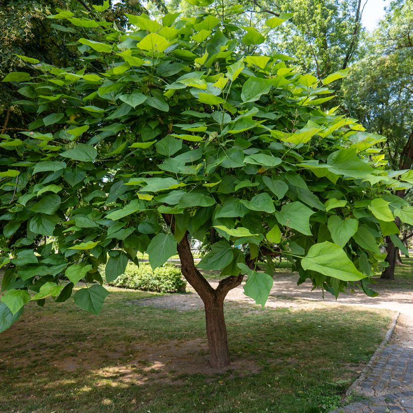 Catalpa bignonioides seeds - Indian bean tree (Plant habit)