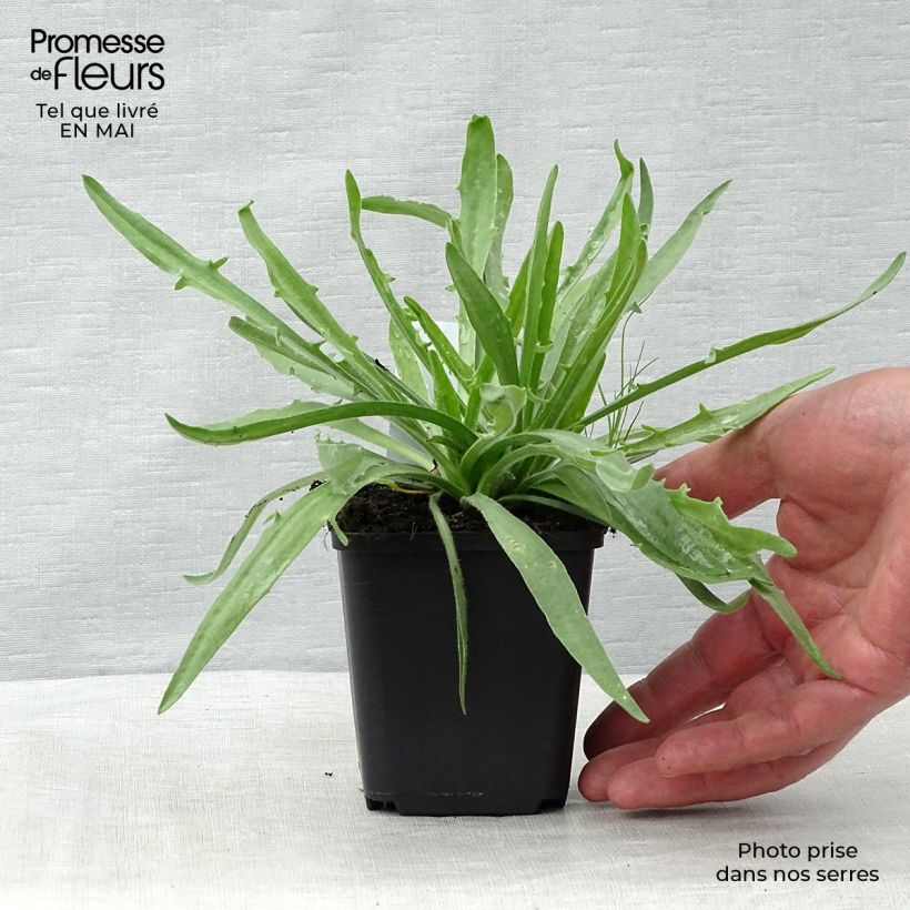 Catananche caerulea Alba 8/9 cm pot sample as delivered in spring