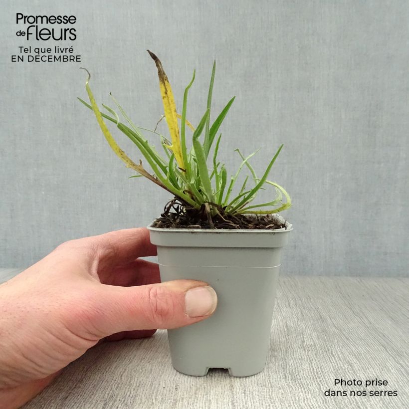 Catananche caerulea Alba 8/9 cm pot sample as delivered in winter