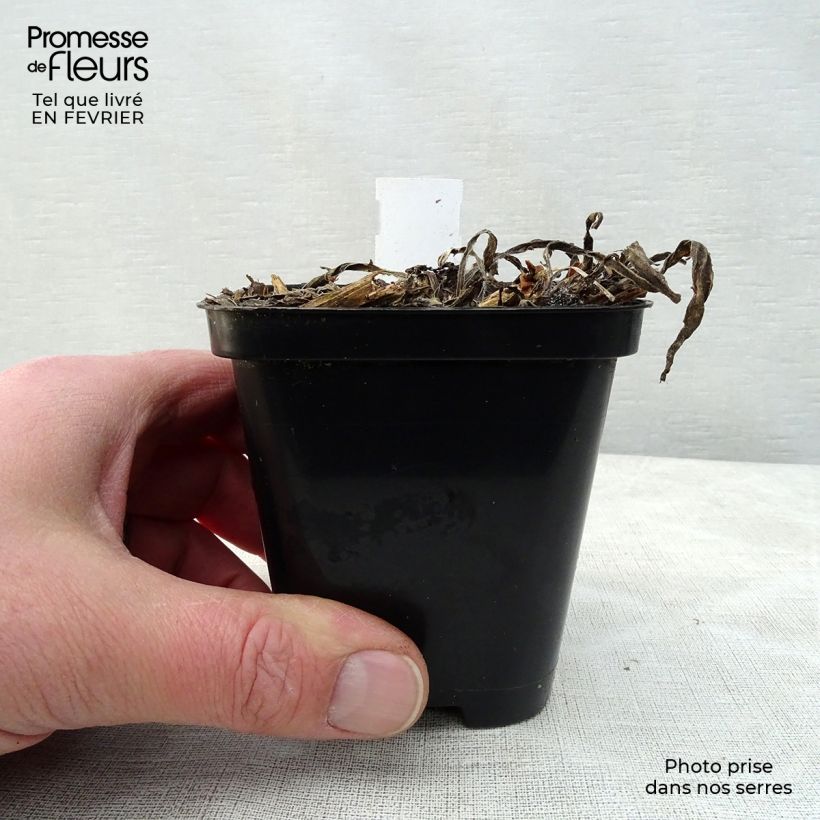 Catananche caerulea 7/8 cm pot sample as delivered in winter