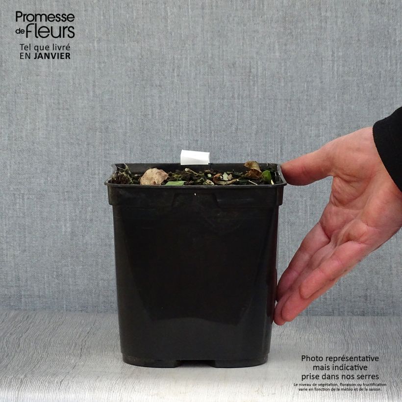 Cautleya spicata Robusta 2L/3L pot sample as delivered in winter