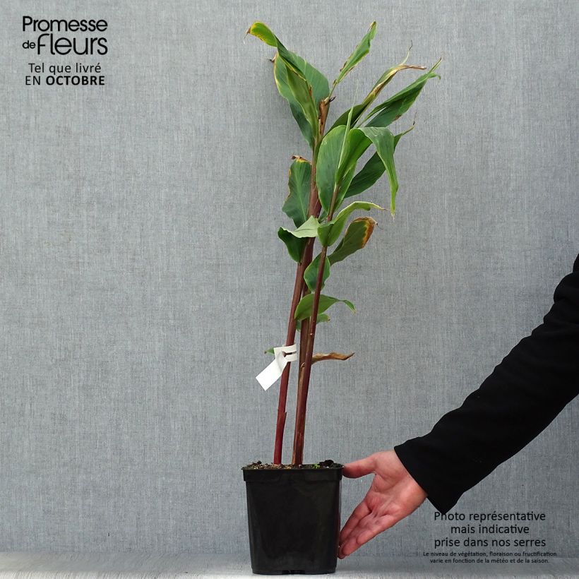 Cautleya spicata Robusta 2L/3L pot sample as delivered in autumn