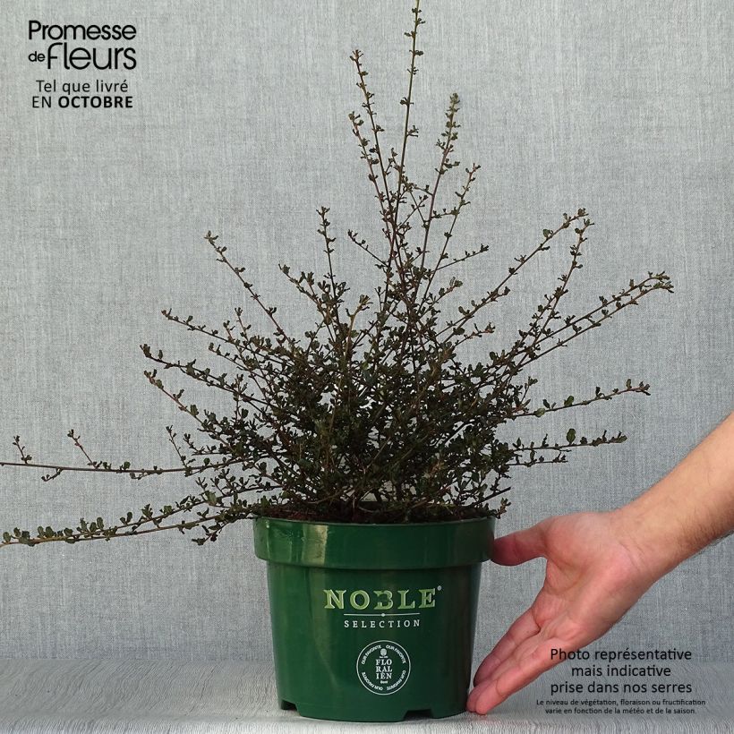 Ceanothus Blue Sapphire 2L/3L pot sample as delivered in autumn
