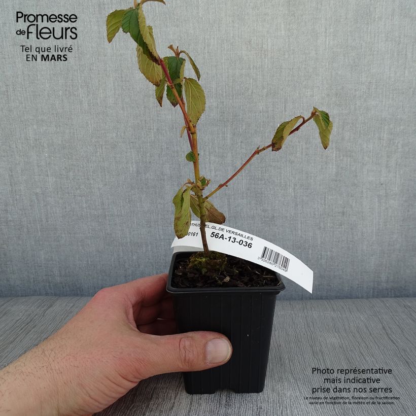 Ceanothus  delilianus Gloire de Versailles 8/9 cm pot sample as delivered in winter