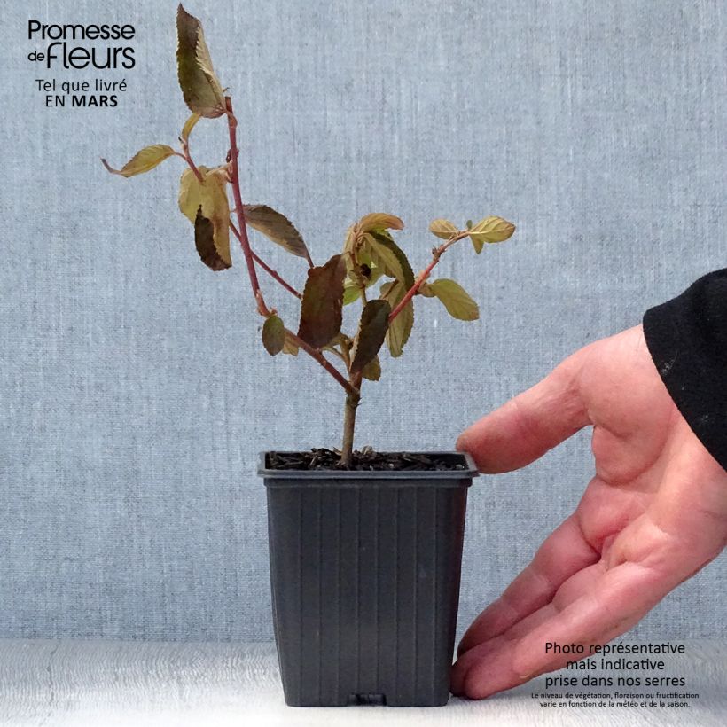 Ceanothus  delilianus Gloire de Versailles 8/9 cm pot sample as delivered in spring