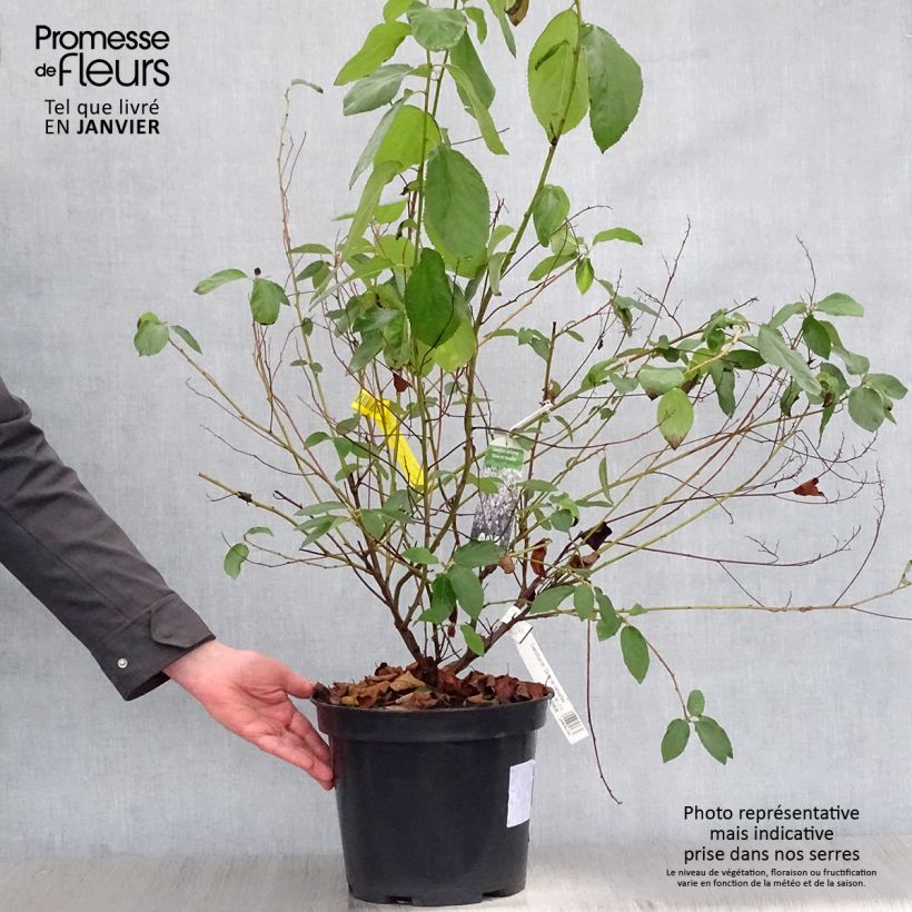 Ceanothus  delilianus Gloire de Versailles 7.5L/10L pot sample as delivered in winter