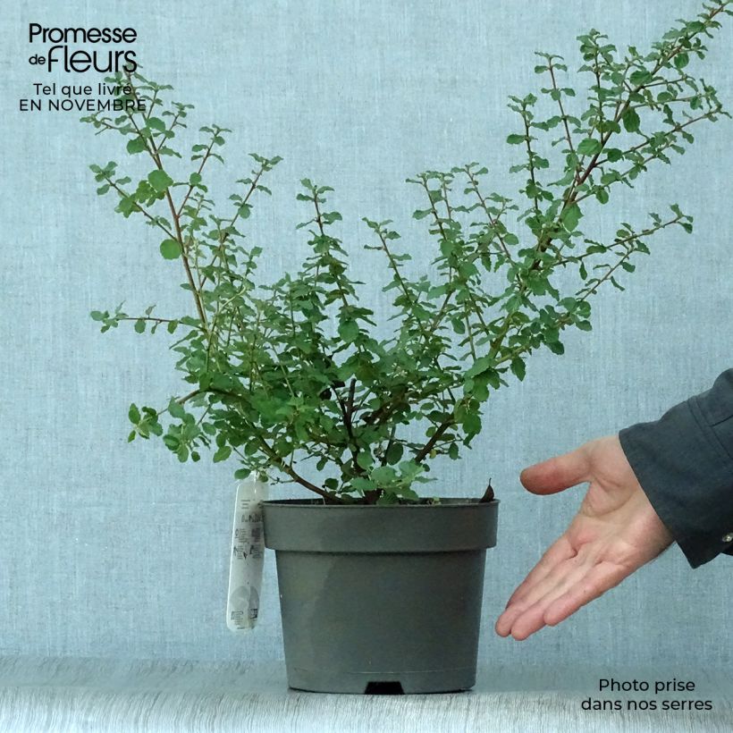 Ceanothus foliosus Italian Skies 2L/3L pot sample as delivered in autumn
