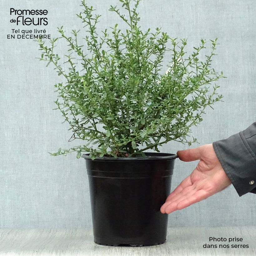 Ceanothus foliosus Italian Skies 4L/5L pot sample as delivered in winter