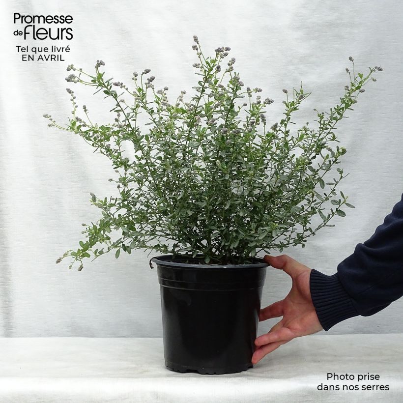 Ceanothus foliosus Italian Skies 4L/5L pot sample as delivered in spring
