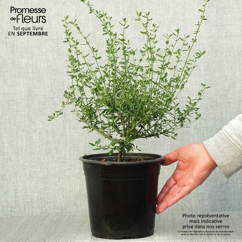 Ceanothus foliosus Italian Skies 4L/5L pot sample as delivered in autumn