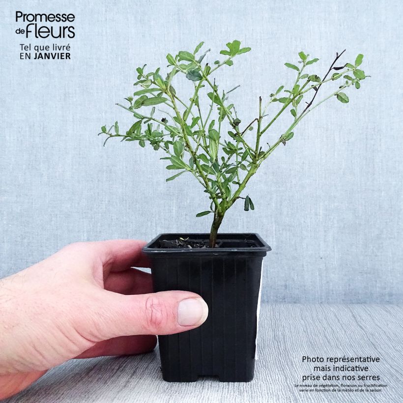 Ceanothus foliosus Italian Skies 8/9 cm pot sample as delivered in winter