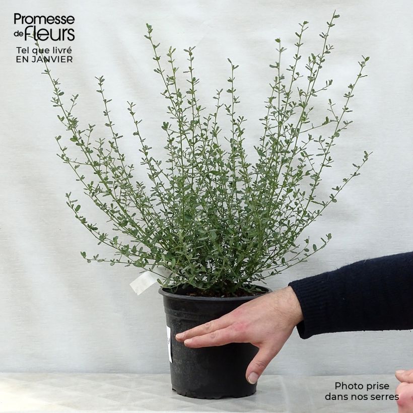 Ceanothus foliosus Italian Skies 2L/3L pot sample as delivered in winter