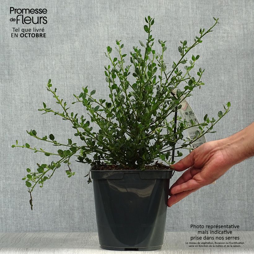 Ceanothus Skylark 4L/5L pot sample as delivered in autumn