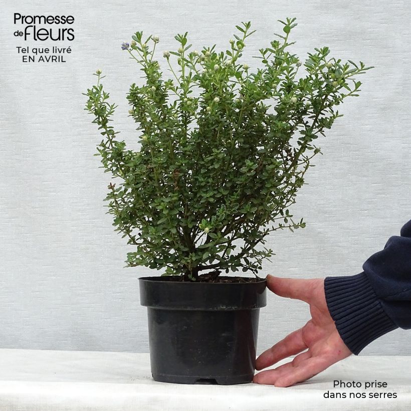 Ceanothus impressus Puget Blue 2L/3L pot sample as delivered in spring