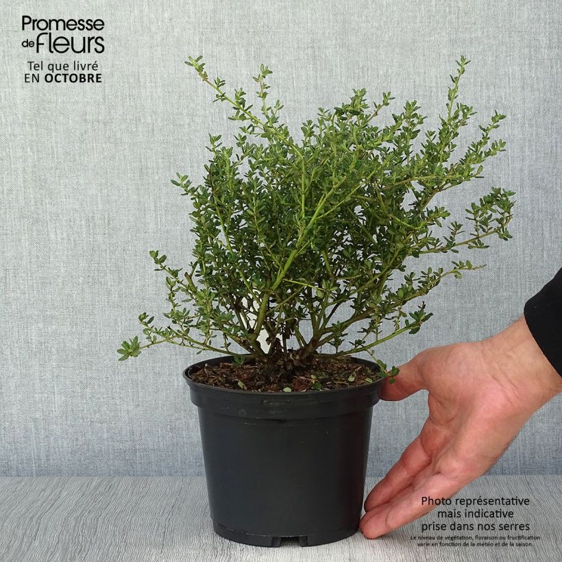 Ceanothus impressus Puget Blue 2L/3L pot sample as delivered in autumn