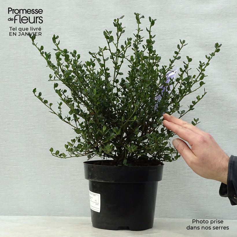 Ceanothus impressus Victoria 2L/3L pot sample as delivered in winter