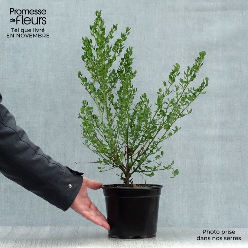 Ceanothus impressus Victoria 2L/3L pot sample as delivered in autumn
