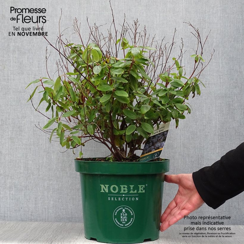 Ceanothus pallidus Marie Blue 7.5L/10L pot sample as delivered in autumn