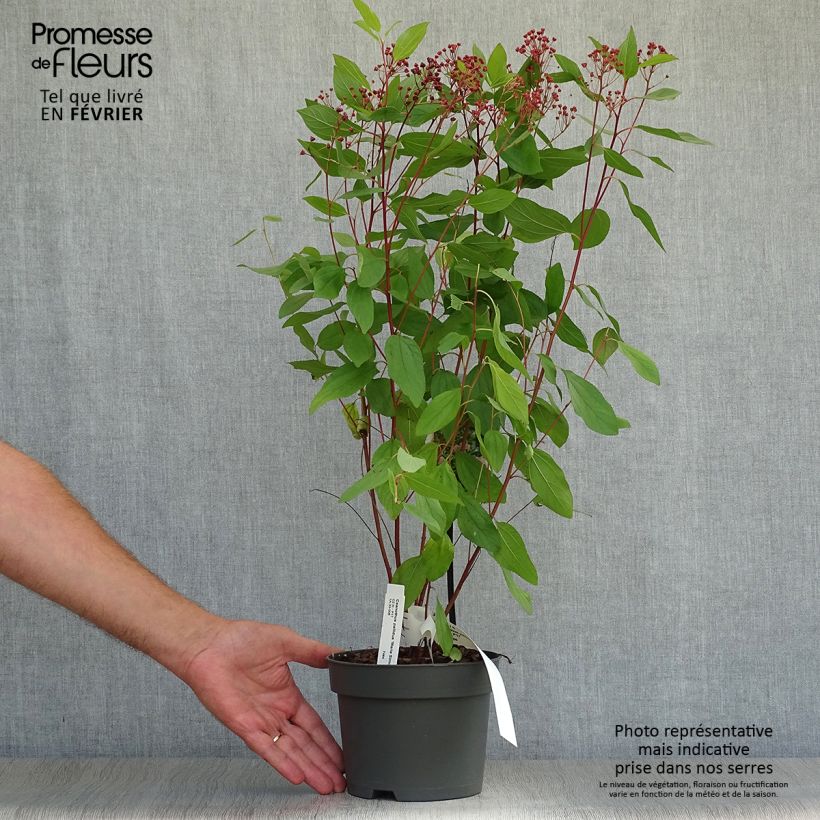 Ceanothus pallidus Marie Simon 2L/3L pot sample as delivered in autumn