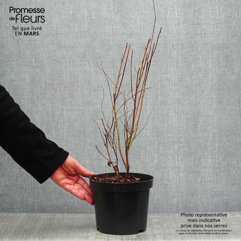 Ceanothus pallidus Marie Simon 2L/3L pot sample as delivered in spring