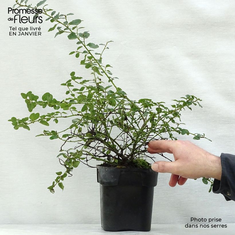 Ceanothus prostratus 2L/3L pot sample as delivered in winter