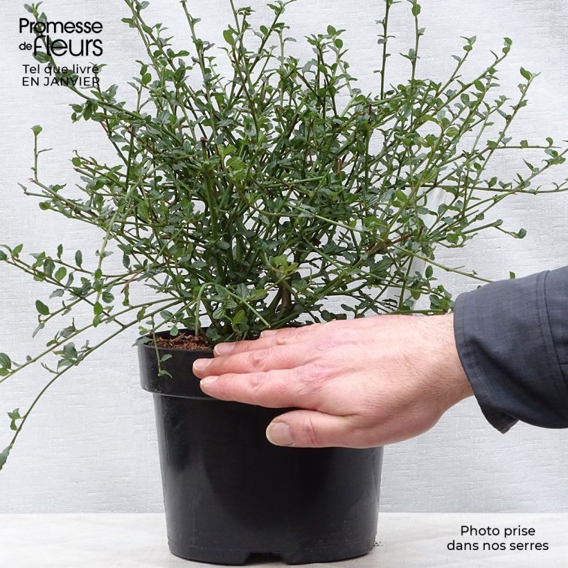 Ceanothus thyrsiflorus Millerton Point 2L/3L pot sample as delivered in winter