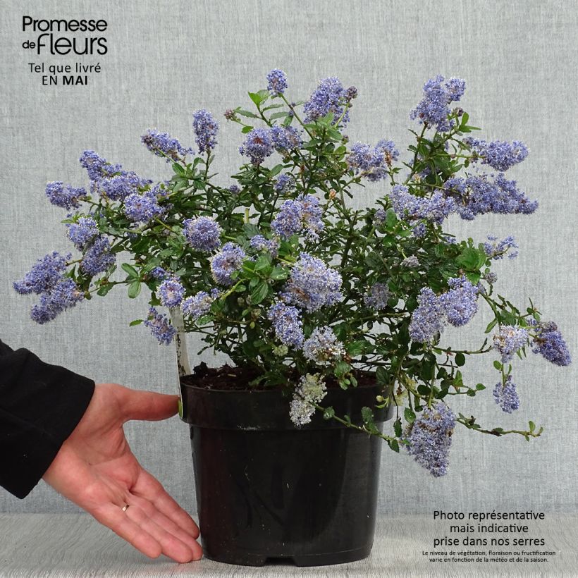 Ceanothus thyrsiflorus repens - Californian Lilac 2L/3L pot sample as delivered in spring