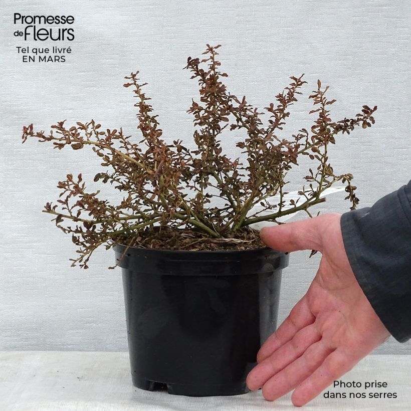 Ceanothus Blue Mound 2L/3L pot sample as delivered in spring