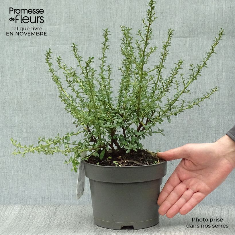 Ceanothus Blue Mound 2L/3L pot sample as delivered in autumn