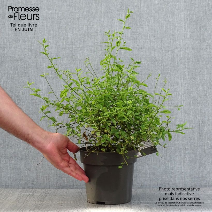 Ceanothus thyrsiflorus El Dorado 2L/3L pot sample as delivered in spring