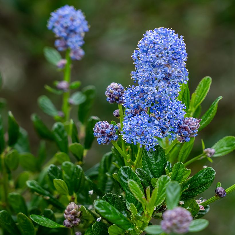 Ceanothus  arboreus Concha (Flowering)