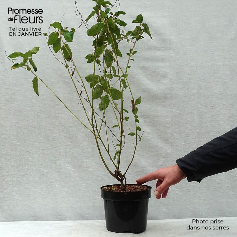 Ceanothus  delilianus Gloire de Versailles 3L/4L pot sample as delivered in winter