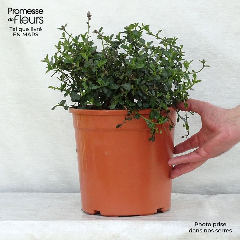 Ceanothus thyrsiflorus repens - Californian Lilac 7.5L/10L pot sample as delivered in spring