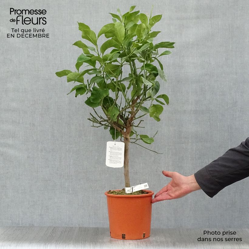 Citrus medica - Cedrat 3L/4L pot, Quarter standard sample as delivered in winter