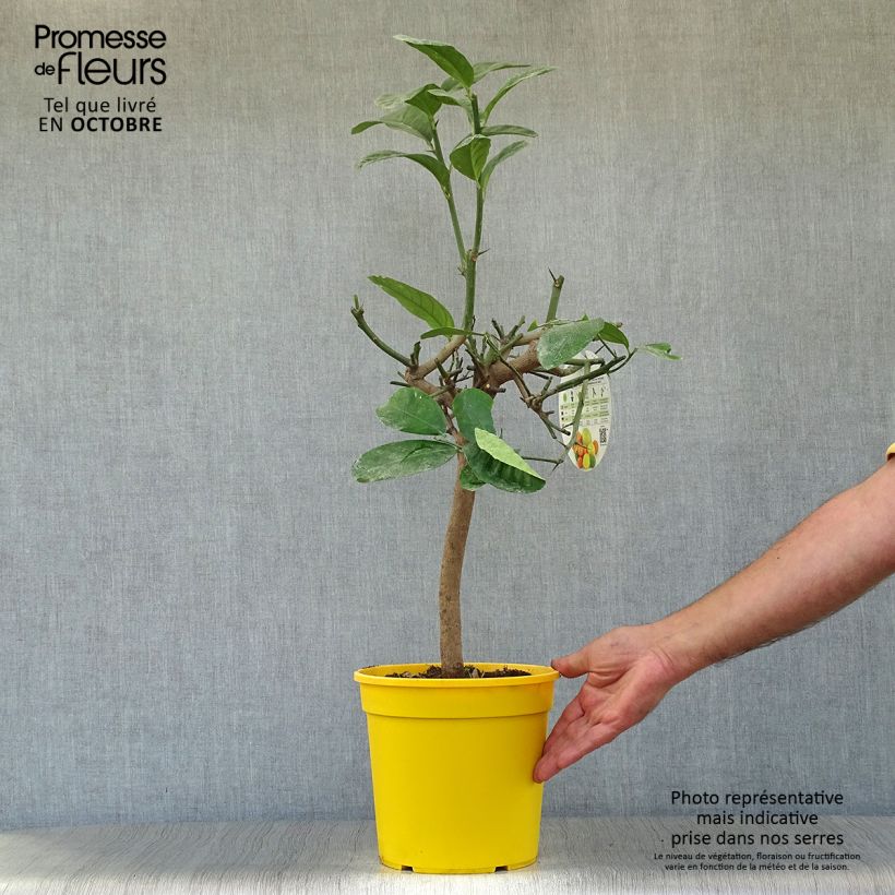 Citrus medica - Cedrat 3L/4L pot, Quarter standard sample as delivered in autumn