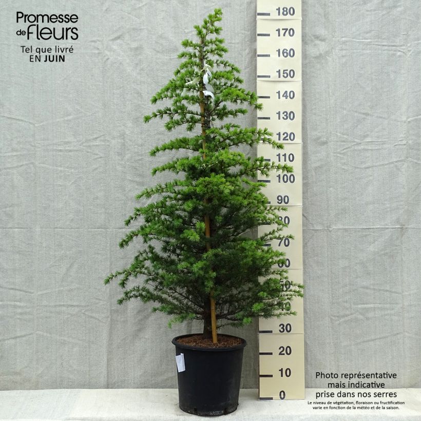 Cedrus libani subsp. atlantica Glauca - Blue Atlas Cedar 7.5L/10L pot sample as delivered in spring