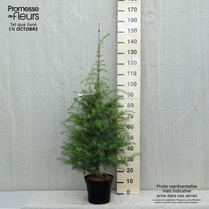 Cedrus deodara - Himalayan Cedar 7.5L/10L pot sample as delivered in autumn