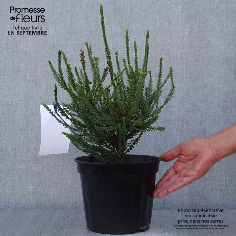Cryptomeria japonica Araucarioides 4L/5L pot sample as delivered in autumn