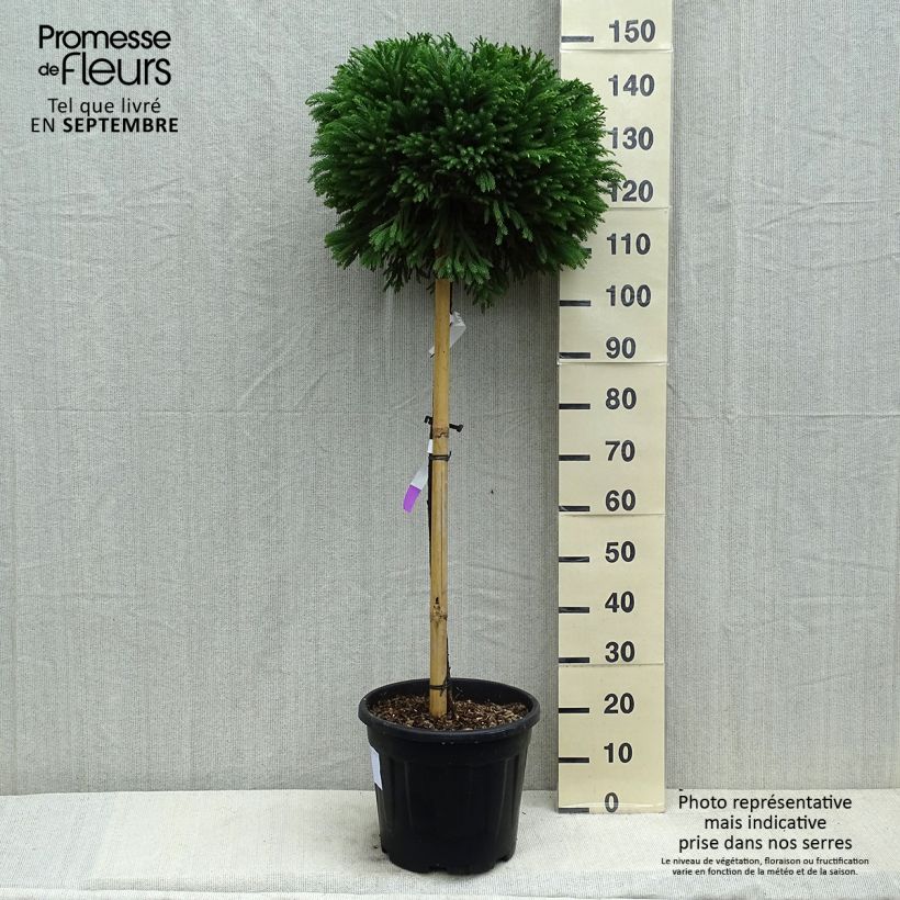 Cryptomeria japonica Globosa Nana 7.5L/10L pot, Standard sample as delivered in summer