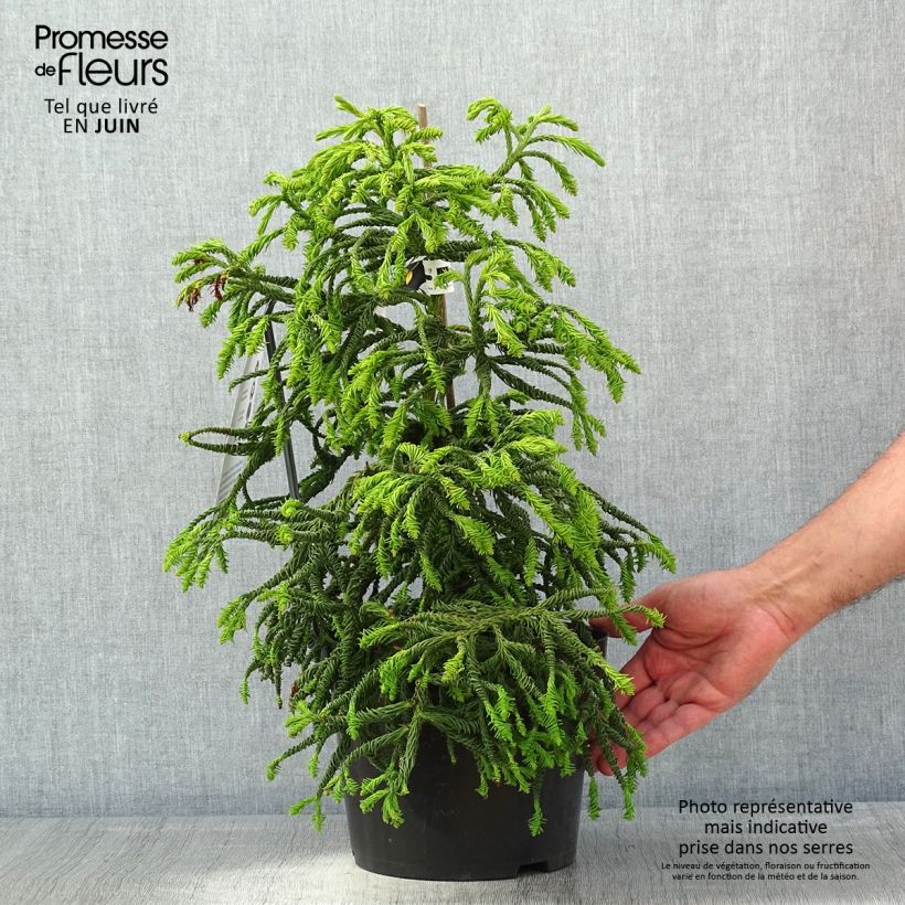 Cryptomeria japonica Spiralis 4L/5L pot sample as delivered in spring