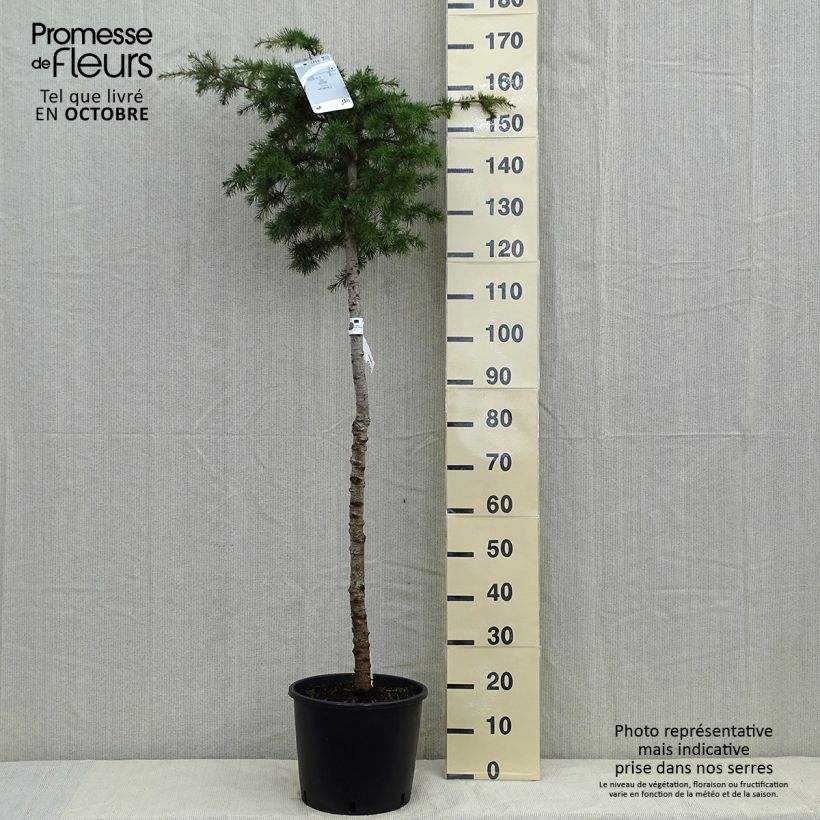 Cedrus libani - Lebanese Cedar 7.5L/10L pot sample as delivered in autumn