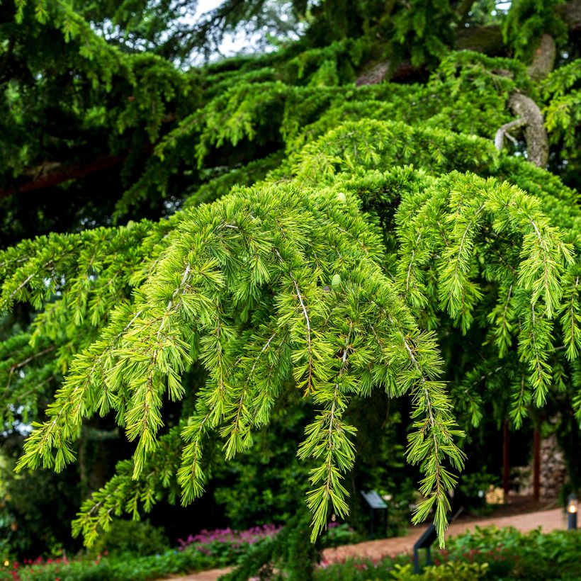 Cedrus deodara seeds - Himalayan Cedar (Foliage)