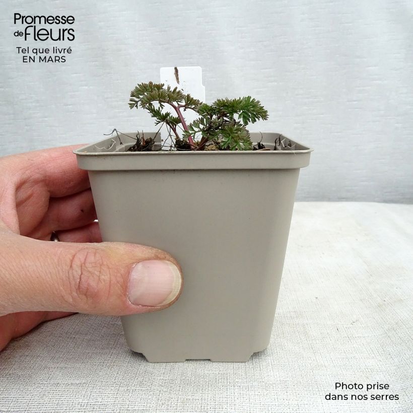 Cenolophium denudatum 8/9 cm pot sample as delivered in winter